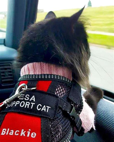 Emotional support cat. Things To Know About Emotional support cat. 